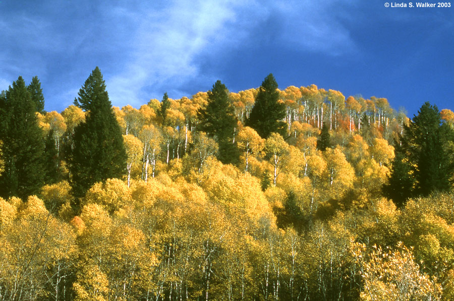 Aspen Grove Fall Colors, Logan Canyon, Utah
