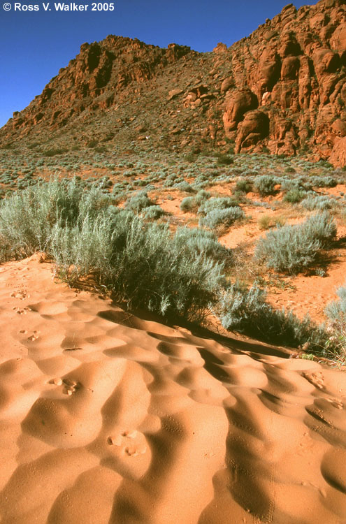 Red Sand Dunes, Snow Canyon State Park, Utah
