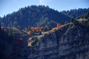 Clifftop maples