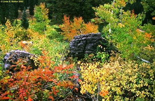 Autumn colors at Tony Grove