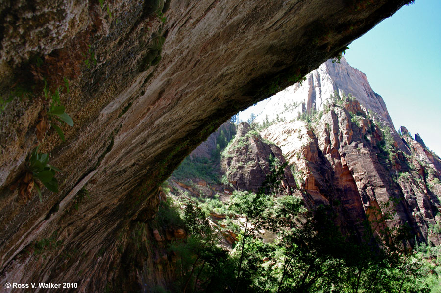 Canyon wall seen from Weeping Rock, Zion National Park, Utah