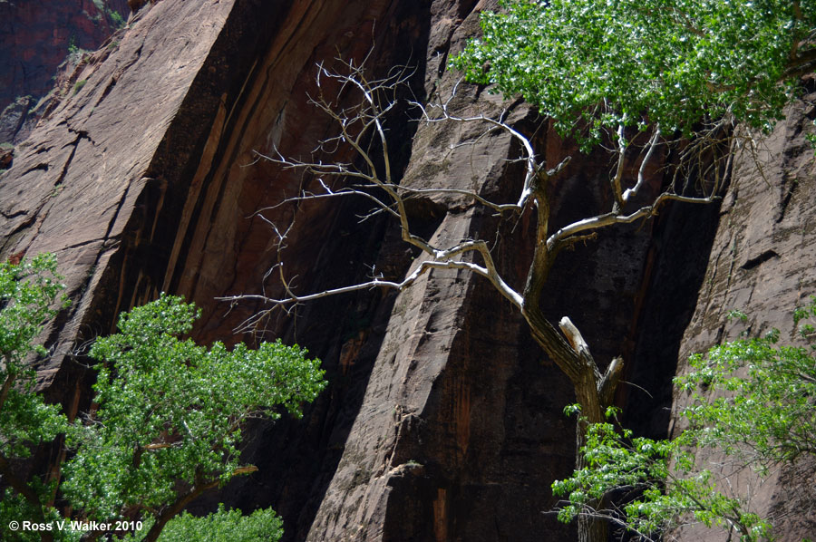 A tree stands out against the massive cliff walls at Zion National Park, Utah