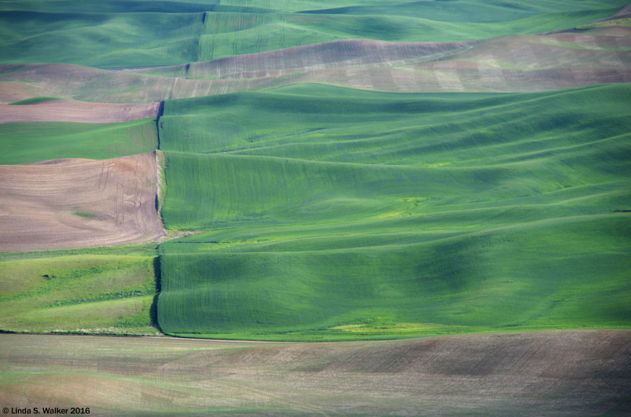 Field boundaries cross a series of hills at the base of Steptoe Butte, Washington.
