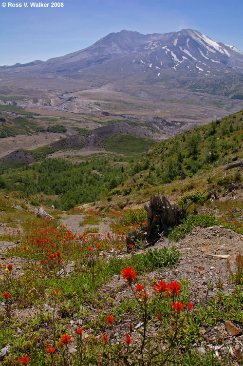 Mount St. Helens and wildflowers