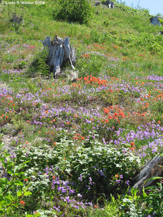 Wildflowers on a hillside at Mount St. Helens National Volcanic Monument