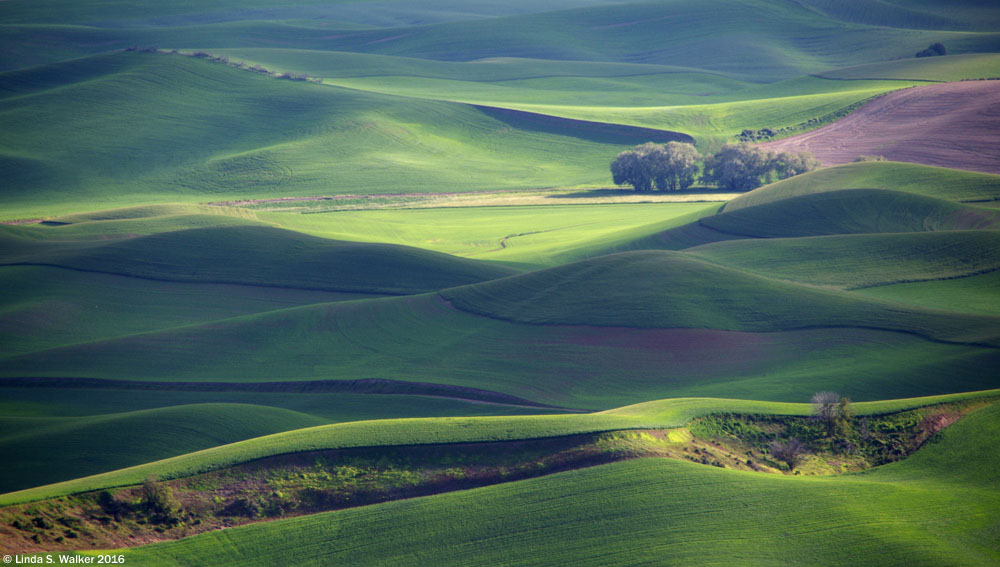 A grove of trees in a valley  late in the day, at Steptoe Butte State Park, WA