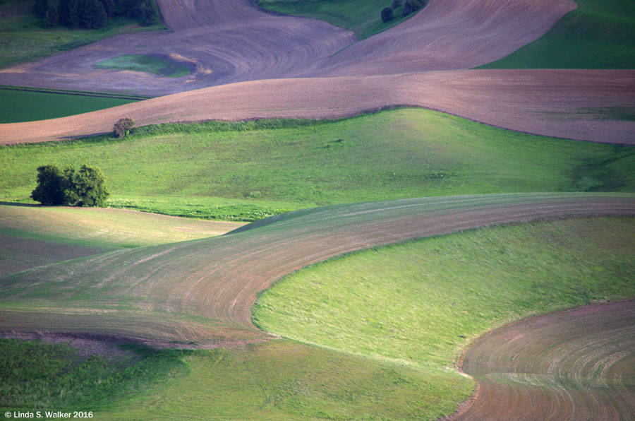 Contoured fields seen from Steptoe Butte State Park, Washington.