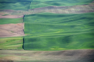 Fields and ridge, Steptoe Butte