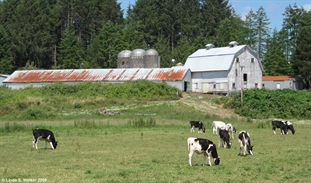 Gray's River Dairy