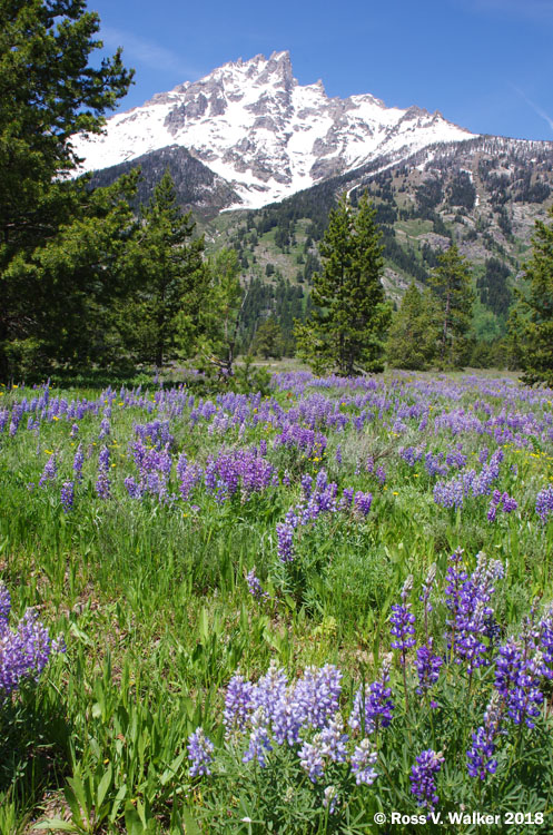 Mt. Teewinot from Lupine Meadows, Grand Teton National Park, Wyoming