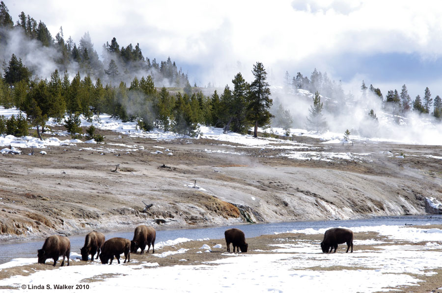 Bison graze along the Firehole River, Yellowstone National Park, Wyoming