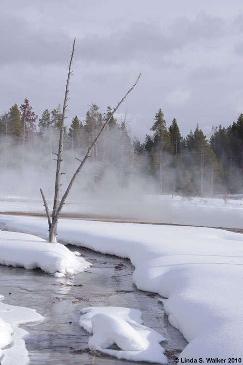 Dead tree in winter, Lower Geyser Basin, Yellowstone National Park, Wyoming
