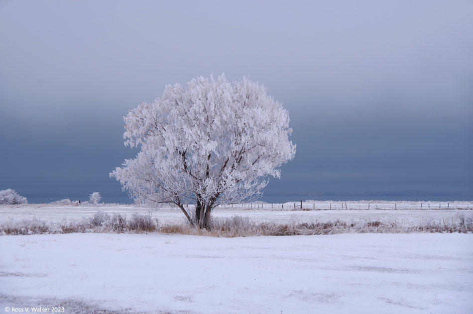 Lone Tree with hoar frost, St Charles, Idaho