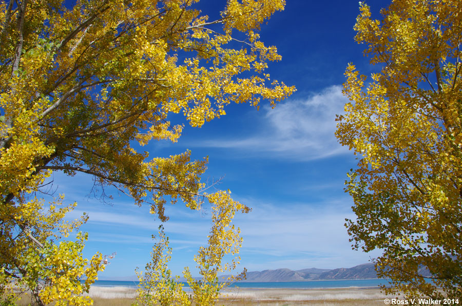 Autumn cottonwoods frame the view of Bear Lake near Laketown, Utah