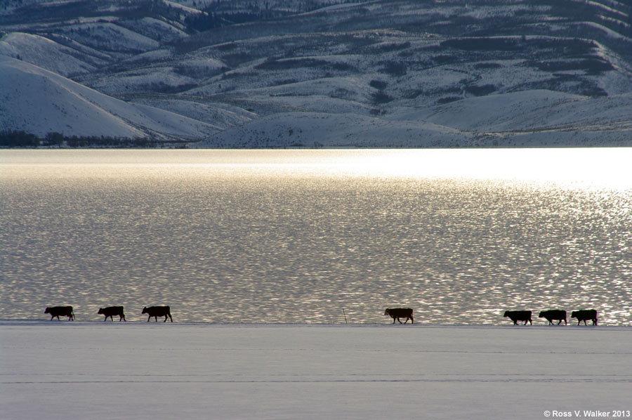 Cows stroll along the South Eden shore at Bear Lake, Utah