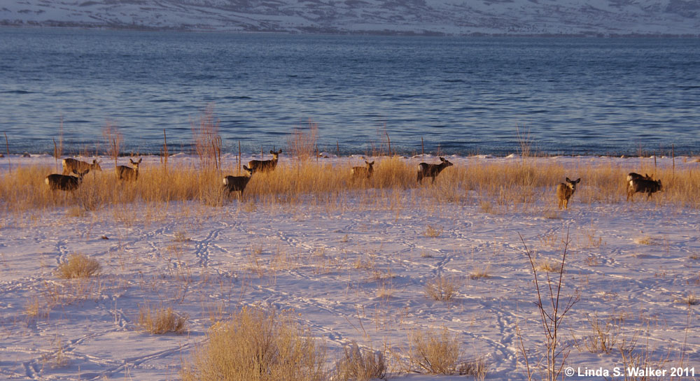 A herd of mule deer grazes along the Bear Lake shore at Cisco Beach, Utah.
