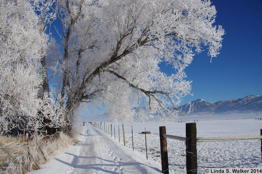 A country lane is framed by a frosty tree on a brisk morning in Montpelier, Idaho.