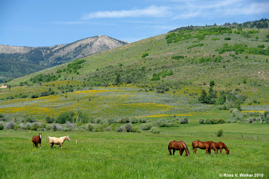 Horses graze in spring grass with Sherman Peak in the background, at Nounan, Idaho