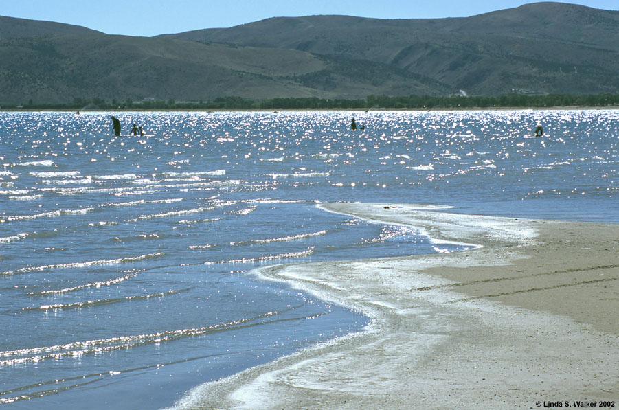 Swimmers along the western shore of Bear Lake, near Laketown, Utah