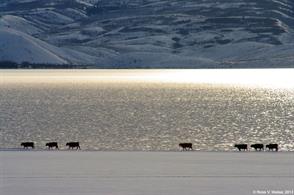 Cows on the Bear Lake shore, Utah