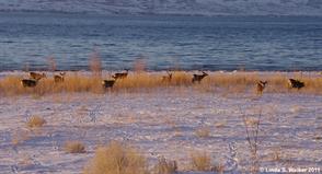 Deer, Cisco Beach, Bear Lake, Utah