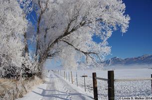 Frosted lane, Montpelier, Idaho