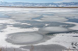 Ice circles, Mud Lake, Bear Lake Valley, Idaho