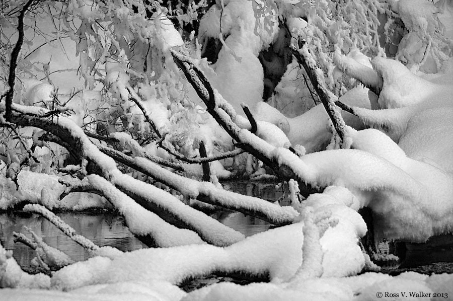 Fallen tree covered with snow at Pine Creek, Wyoming