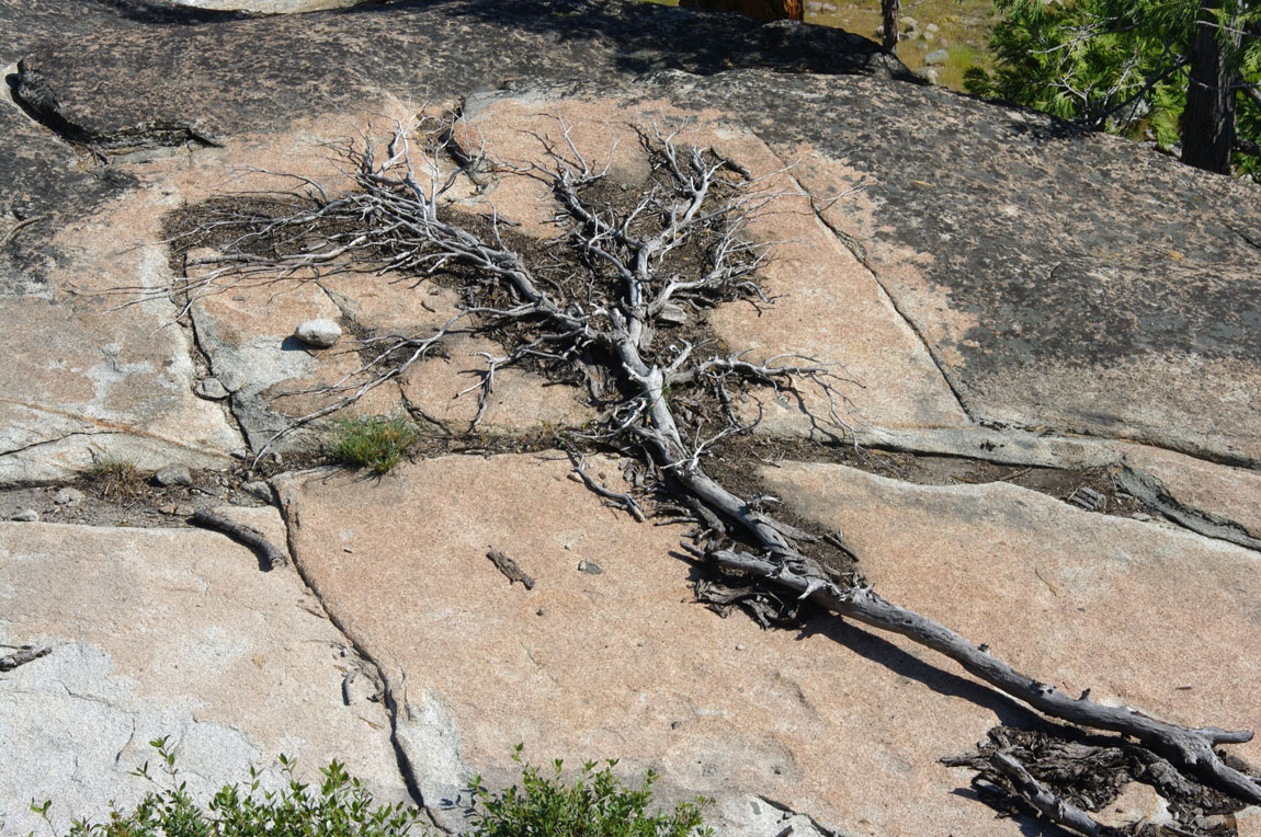 Tree skeleton on granite, Yuba Gap, California