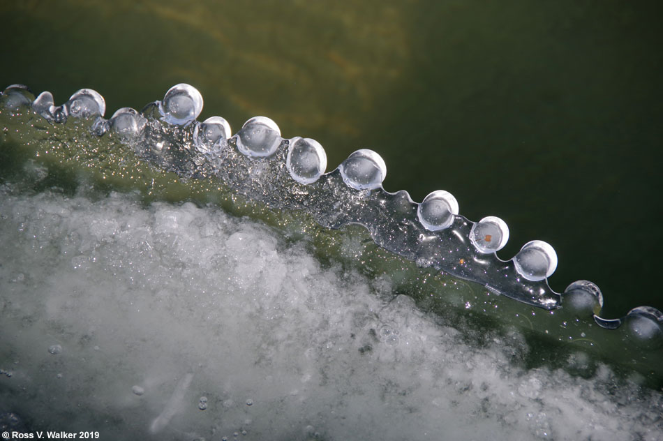 Ice pearls, North Beach, Bear Lake State Park, Idaho