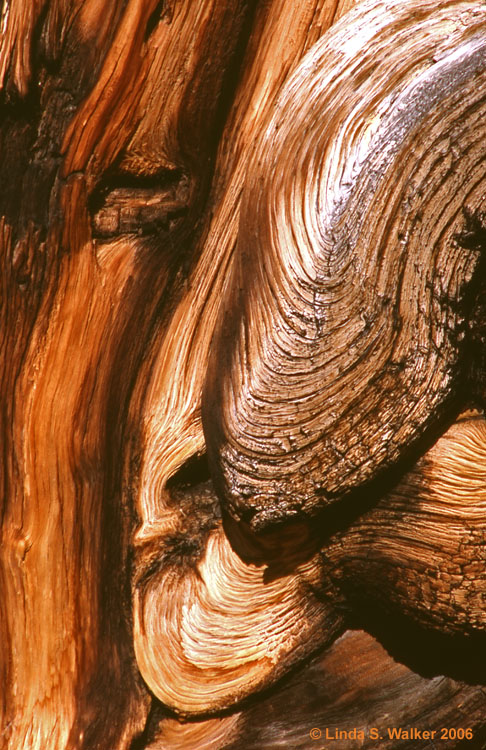 Wood grain swirls in a bristlecone pine, White Mountains, California