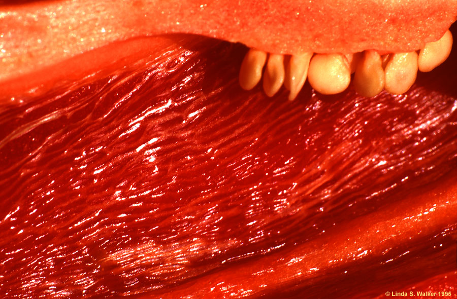 Closeup of the inside of a red pepper