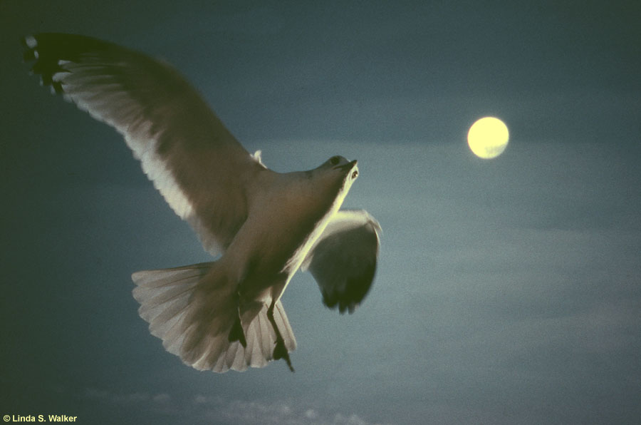 Seagull and moon combined