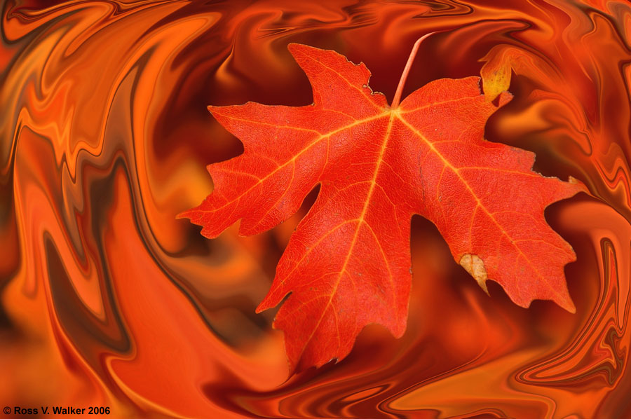 Leaf Swirl - Photoshop Liquify Function