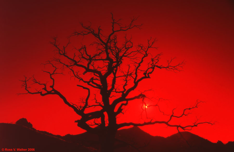 Mid-Hills, Mojave National Preserve, California, red filter