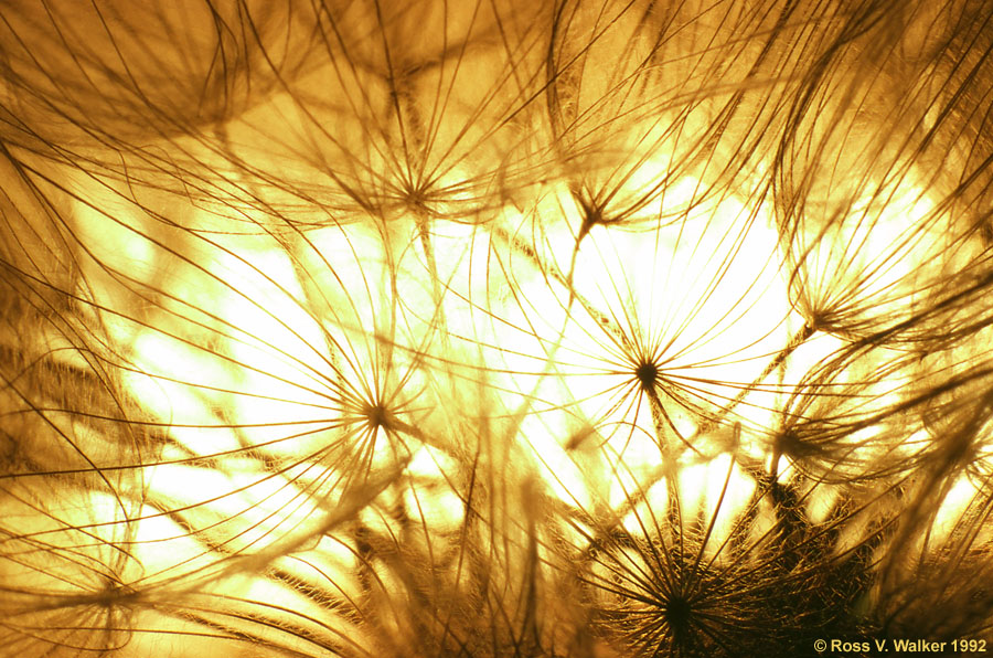 Salsify seedhead photographed with an orange filter covering a flash.