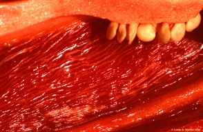 Inside of a pepper