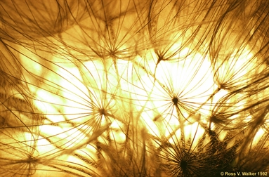 Salsify abstract