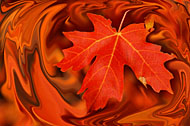 l_t_leaf_liquify.jpg
