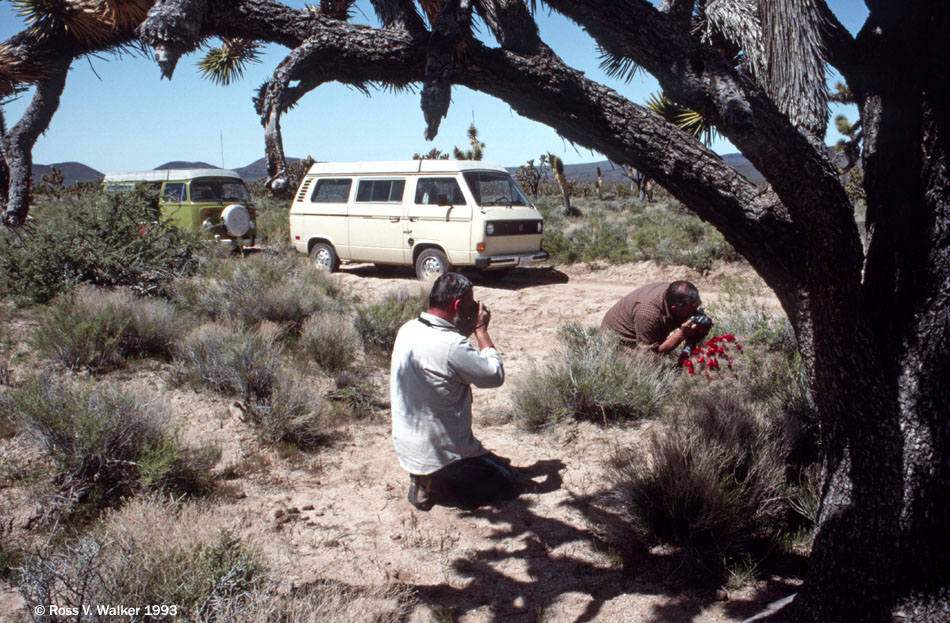 Photographing a cactus, Valley View Road, Mojave National Preserve, California.