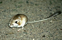 l_t_axi07_kangaroo_rat.jpg