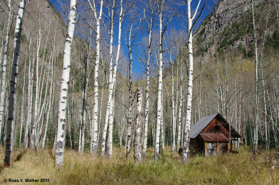 Small cabin in an aspen grove, Crystal, Colorado