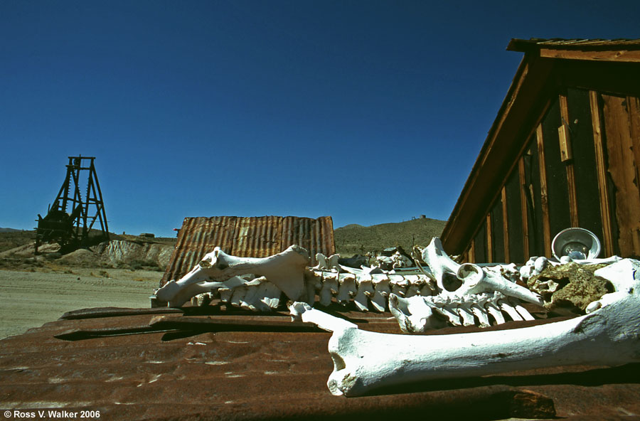 Bones bleaching on a roof, Gold Point, Nevada