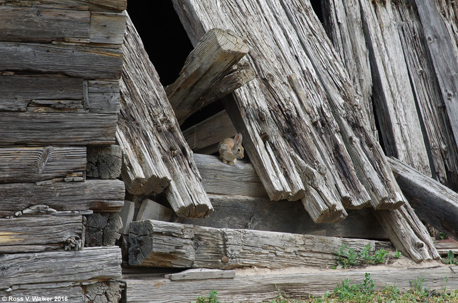 A rabbit finds a home in the stable ruins at Sage, Wyoming
