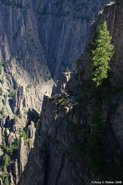 A tree hangs onto a cliff at Black Canyon of the Gunnison, Colorado