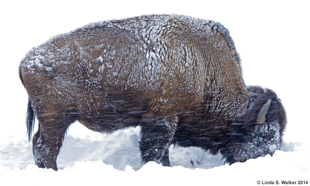 A bison foraging in the snow at Yellowstone National Park, Wyoming