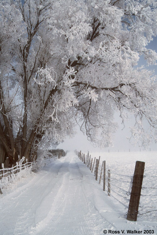Frosted Lane, Montpelier, Idaho