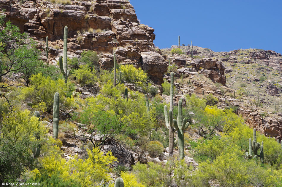 Saguaro cactus and blooming Palo Verde on Mt Lemmon, Tucson, Arizona