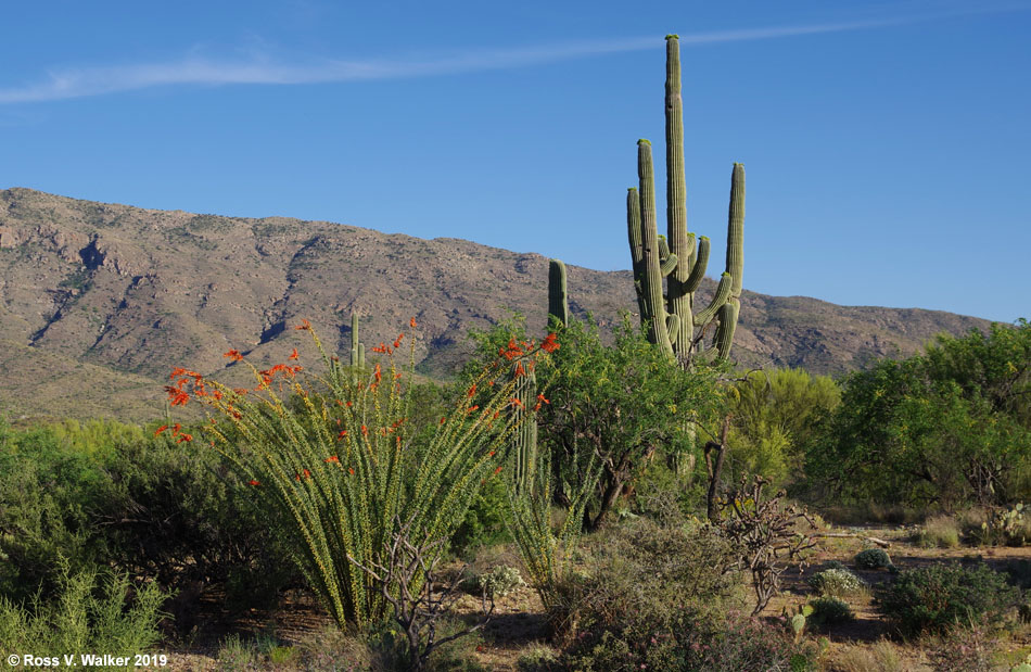 Saguaro cactus and blooming ocotillo, Saguaro National Park, Tucson, Arizona