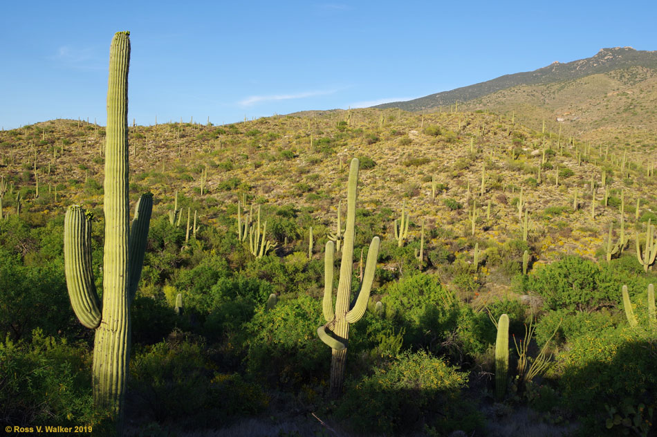 Saguaro forest, Rincon Mountains, Saguaro National Park, Tucson, Arizona